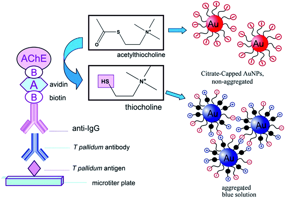 The schematic illustration of plasmonic ELISA based on enzyme induced aggregation of citrate-stabilized AuNPs